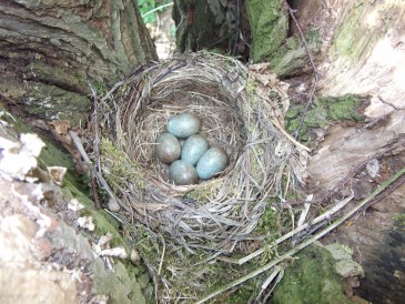Lente - Merelnest ontdekt na groot onderhoud