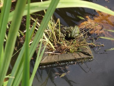 Lente - Groene kikkers die aan het zonnen zijn