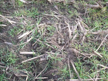 Lente - De eerste lentebode: een kievitsnest in Salland