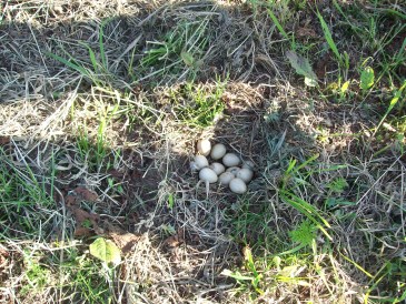 Lente - Nest patrijseieren verstoort door maaiwerk