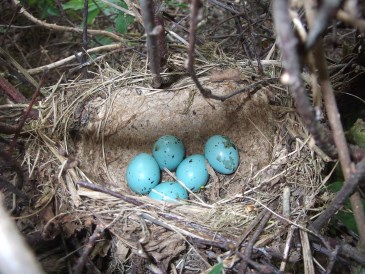 Lente - Nest van een kleine zanglijster