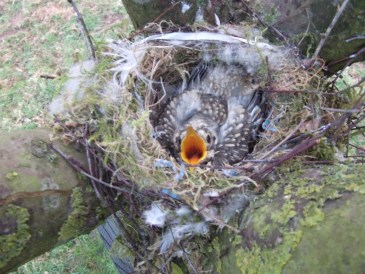 Lente - Bijna volwassen jong van de zanglijster