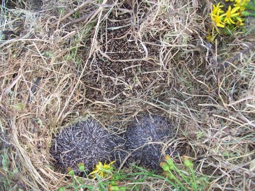 Lente - Moeder egel met jongen