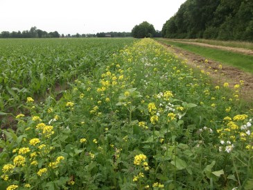 Zomer - Kruidenvegetatie voor vlinders en bijen langs een maisakker