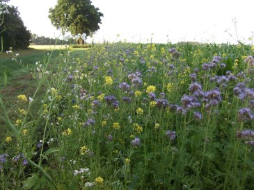Zomer - Specifieke bijenplanten: Facelia