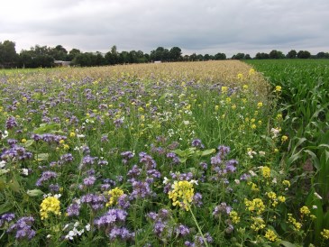 Zomer - Aantrekkelijke strook voor bijen en insecten