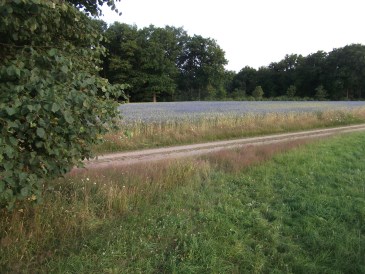Zomer - Graangewas met heel veel korenbloemen