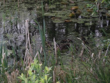 Zomer - Natuurvijver met moeder eend en eendjes