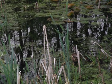 Zomer - Natuurvijver met moeder eend en eendjes