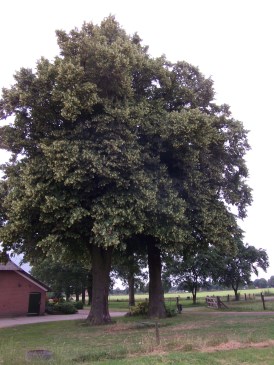 Zomer - Prachtig bloeiende lindeboom