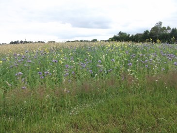 Zomer - Specifieke bijenplanten: Facelia