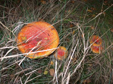 Herfst - Vliegenzwam in de herfst