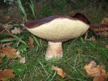 Herfst - Eekhoorntjesbrood in volle glorie