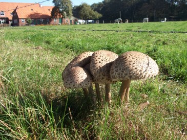 Herfst - Grote Parasolzwam