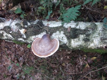 Herfst - Elfenbankje - berkenzwam