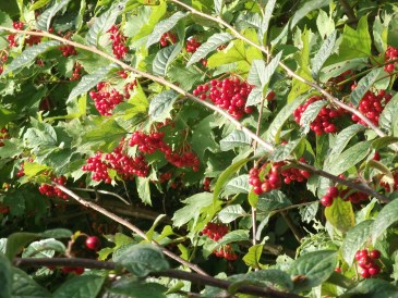 Winter - Bessen van de gelderse roos