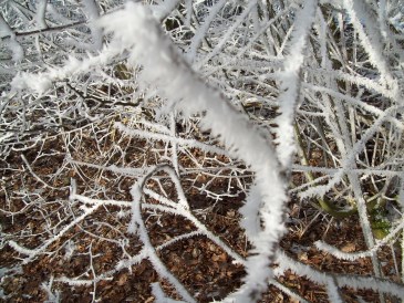 Winter - Dauwrjip in de vroege morgenstond