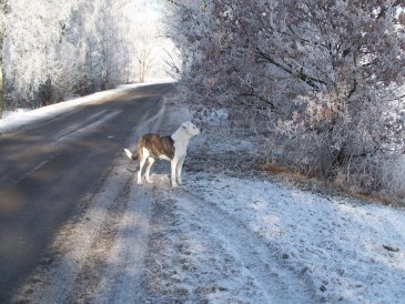 Winter - Vol aandacht voor het verstilde landschap